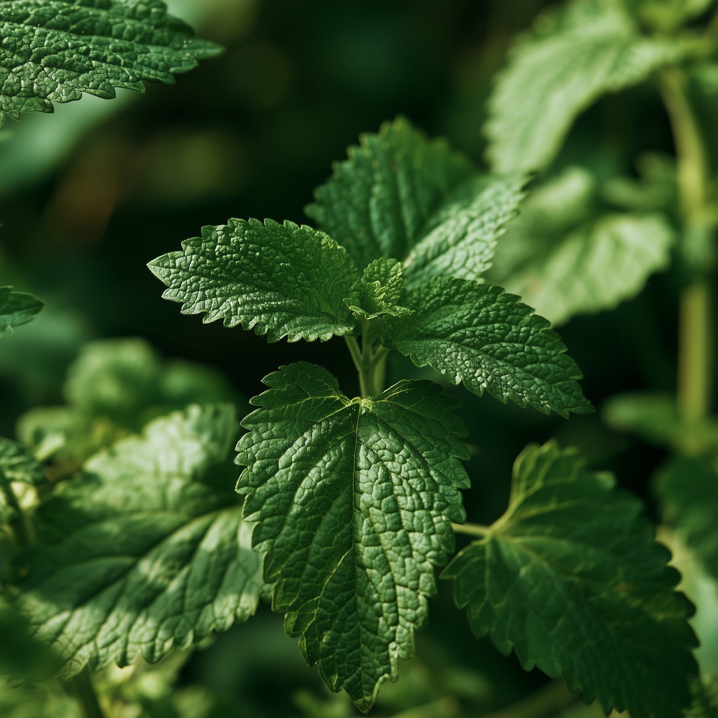 Lemon Balm Leaf Powder