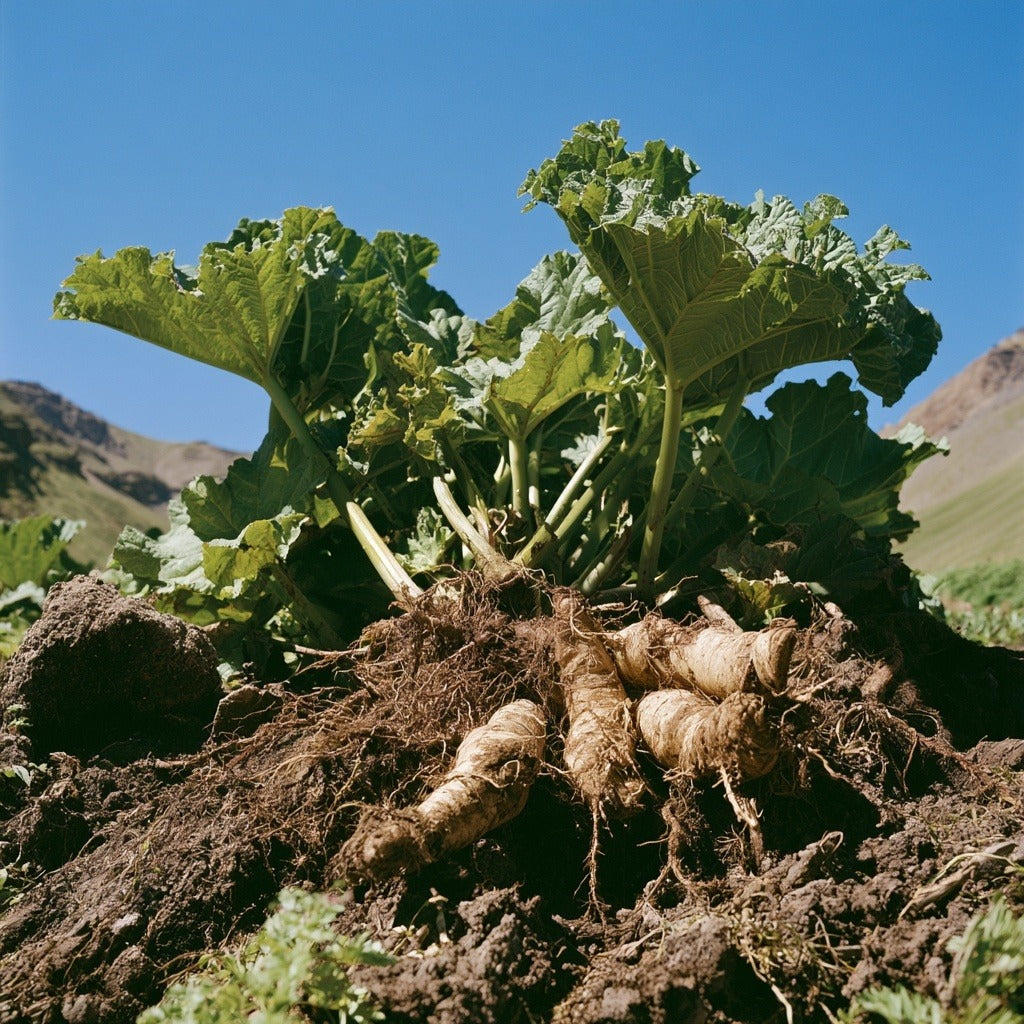 Rhubarb Root (Turkey) Powder for Herbal Tea