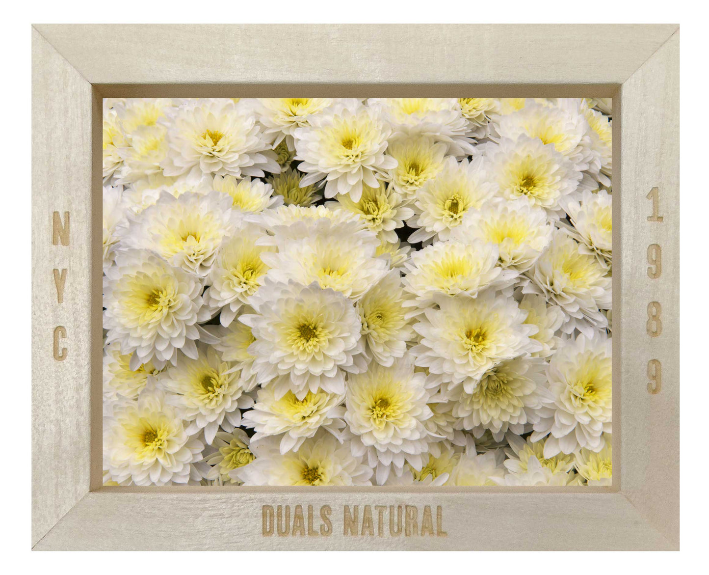 Chrysanthemum Flower,white