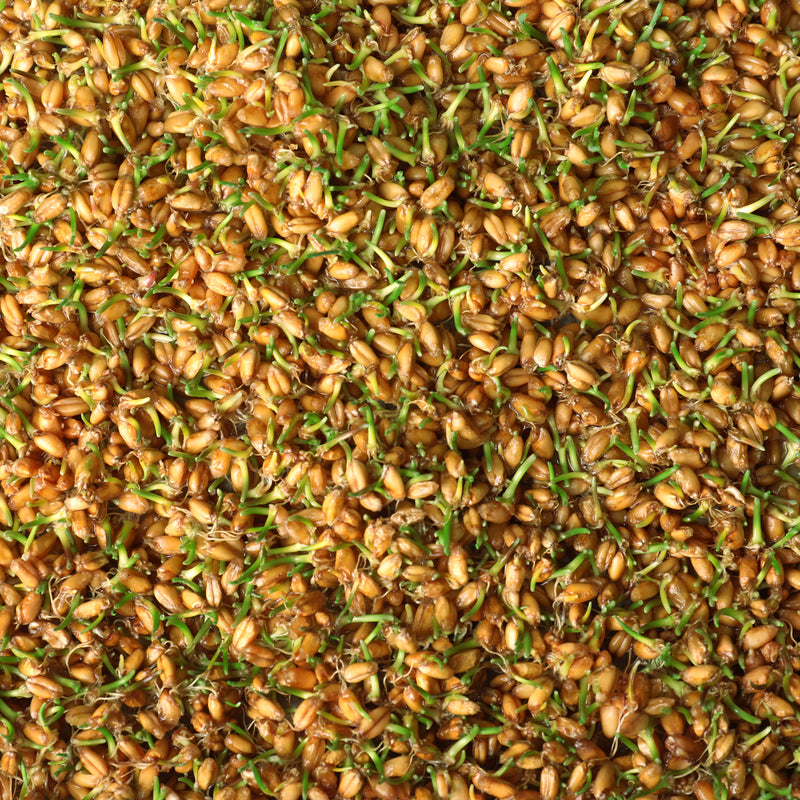Wheatgrass Sprouting Seed