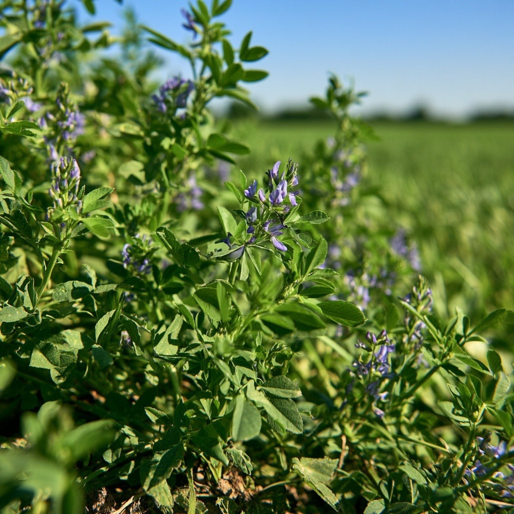 Alfalfa Leaf for Mineral & Nutrition Support