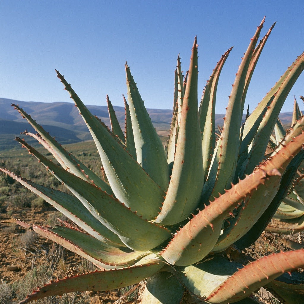 Aloe Cape Powder for Skin & Digestion Support