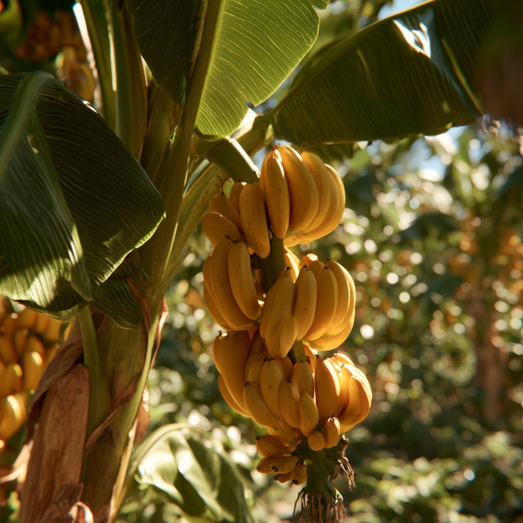 Banana Powder for Everyday Cooking