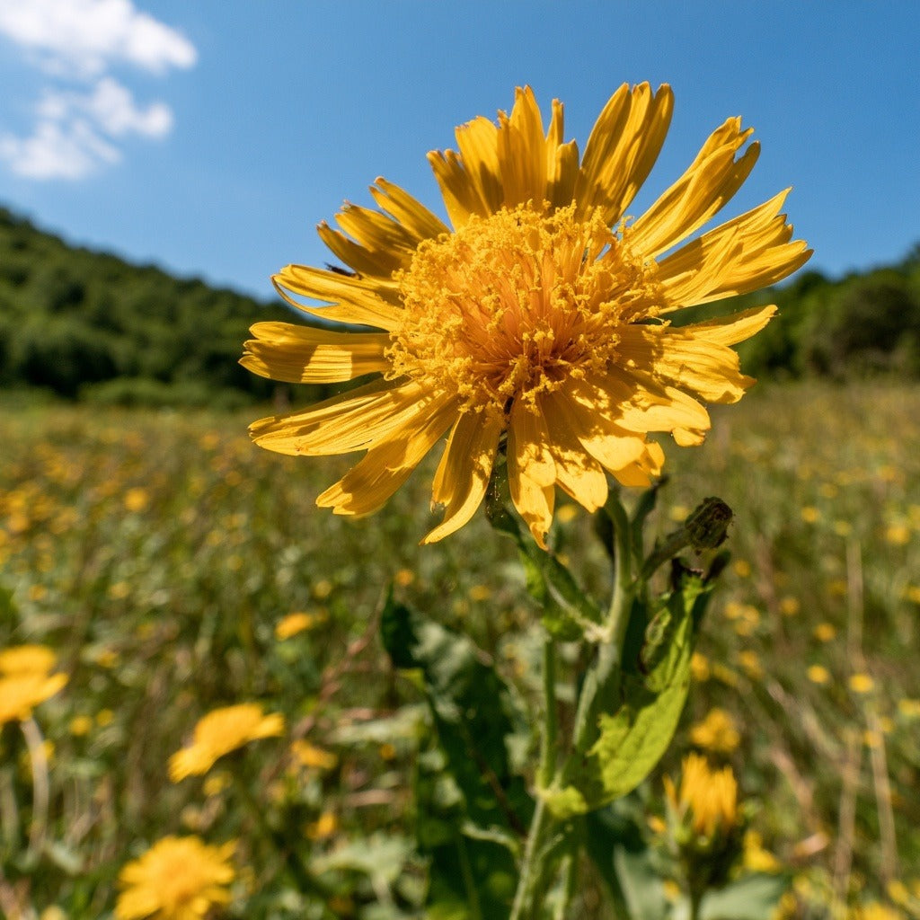 Bee Pollen Powder for Energy & Nutrition Support