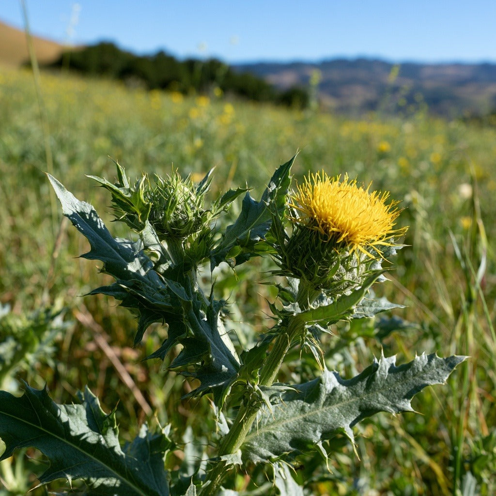 Blessed Thistle Herb, Powder