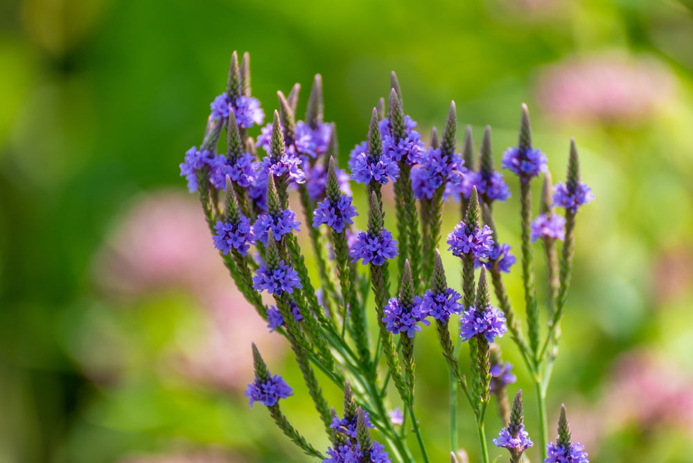 Blue Vervain Herb - Wildcrafted | Stress & Sleep Support