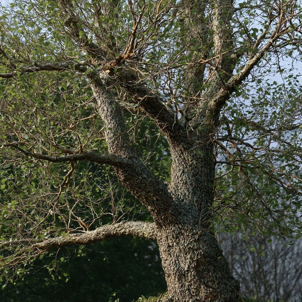Wild Cherry Bark Powder for Herbal Tea