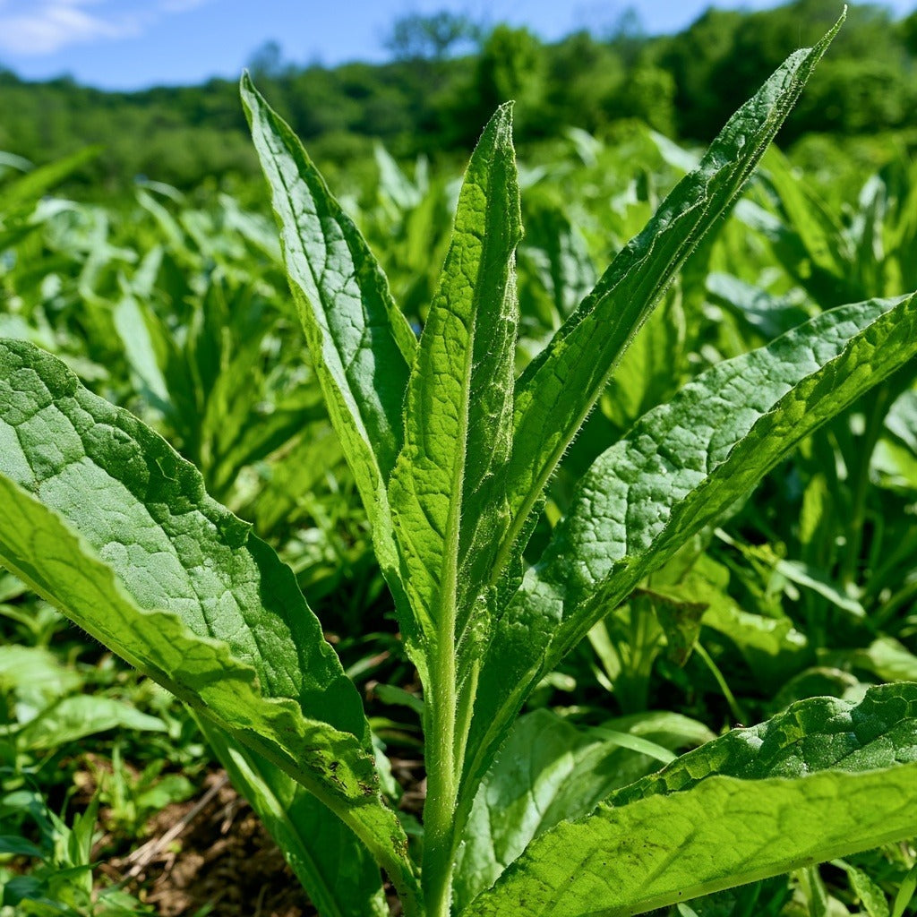 Comfrey Leaf for Salves & Skin Care