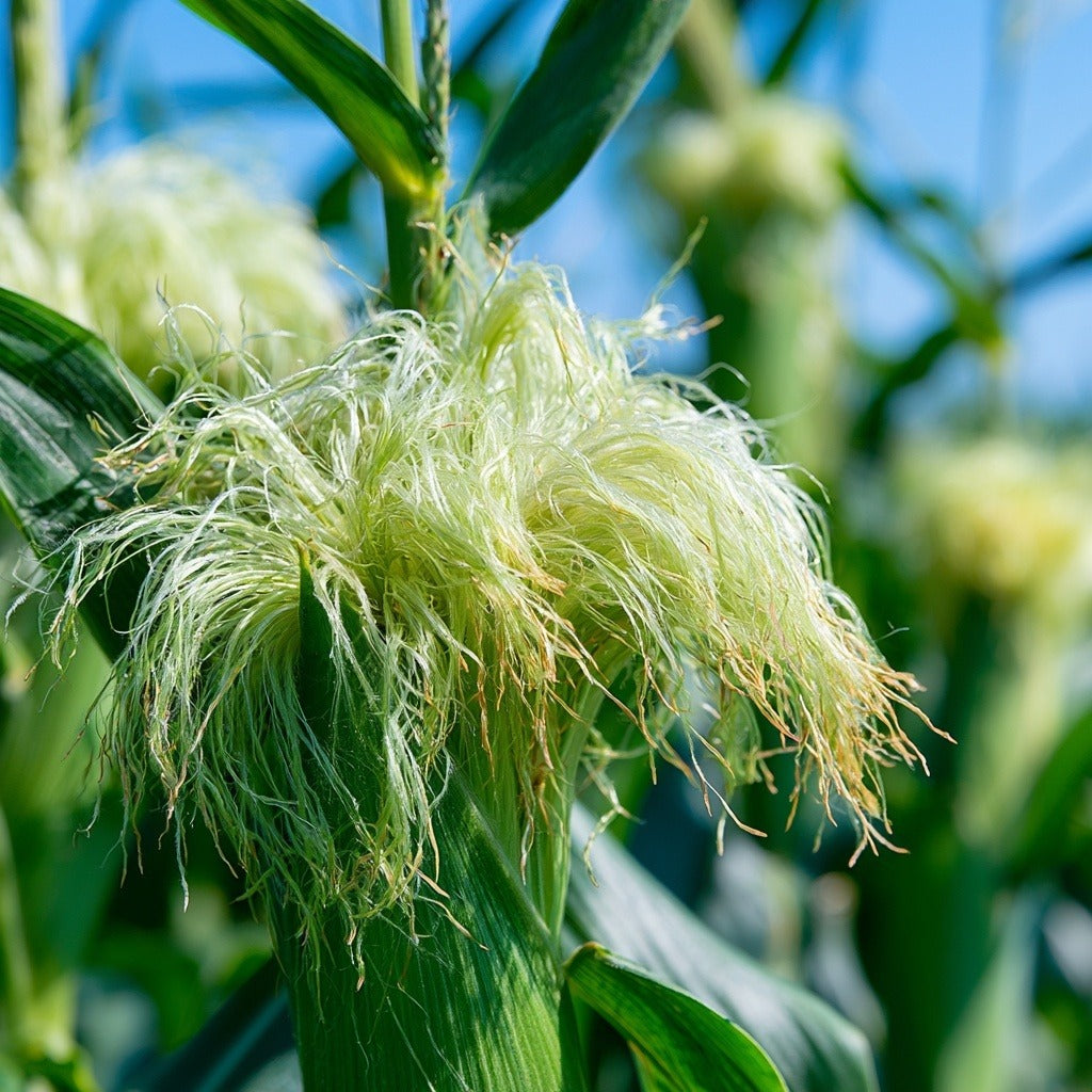 Cornsilk for Herbal Tea