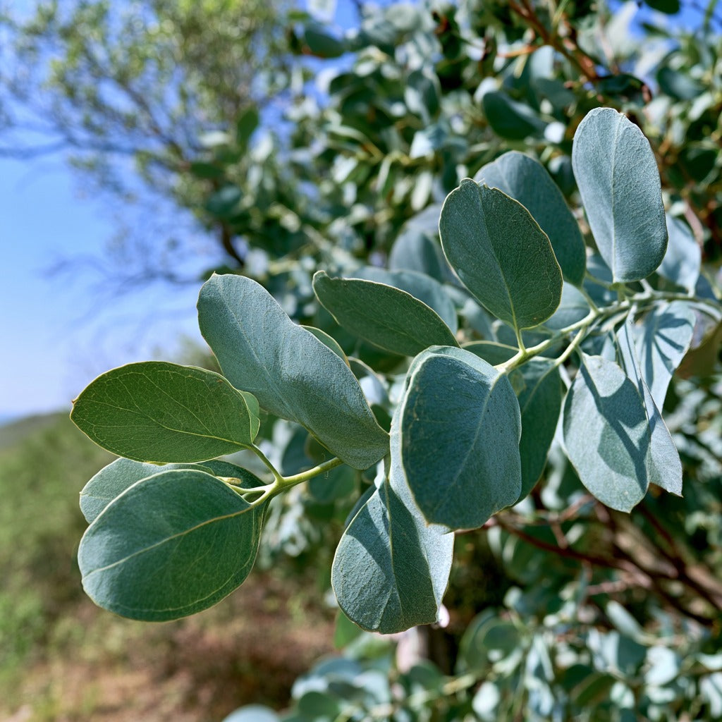 Eucalyptus Leaf Cut for Respiratory Support