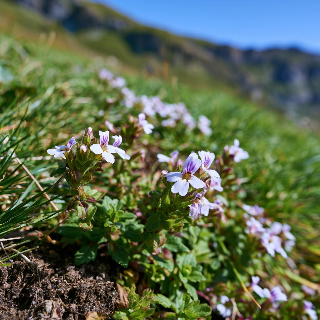 Eyebright Herb Powder