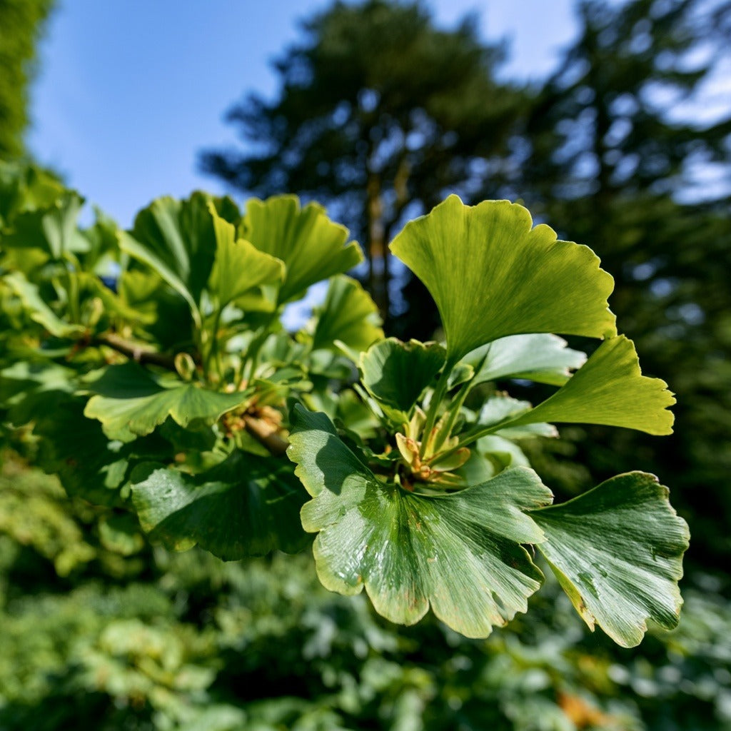 Gingko Leaf Whole for Focus & Circulation Support