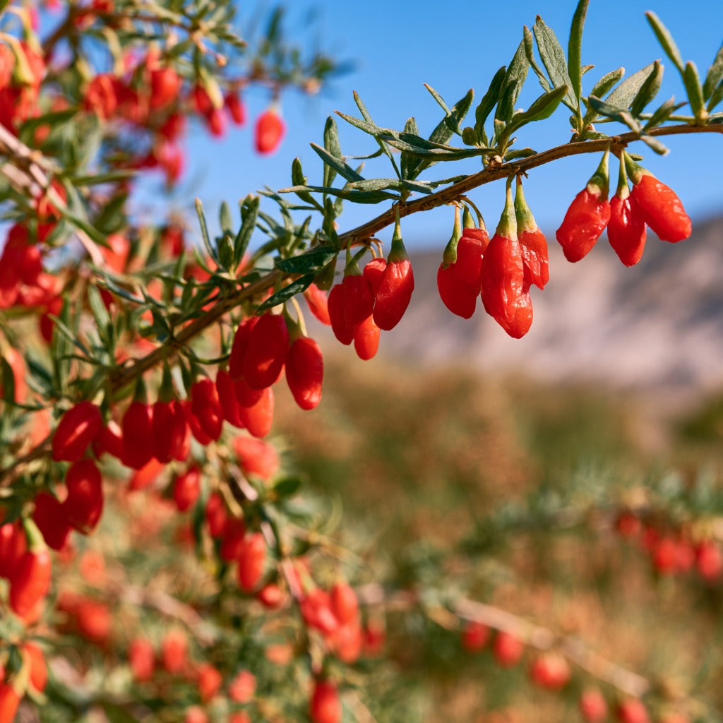 Goji Berry Powder for Snacking & Recipes