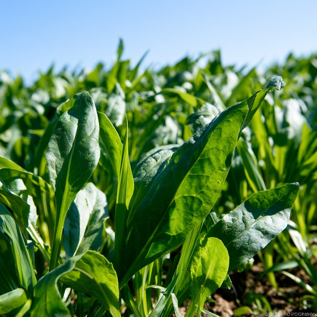 Green Power B Plus Blend for Herbal Tea