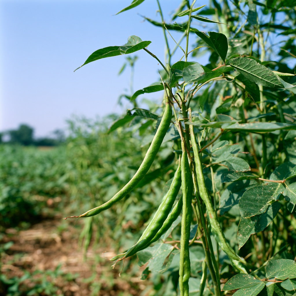 Guar Gum Powder for Herbal Tea