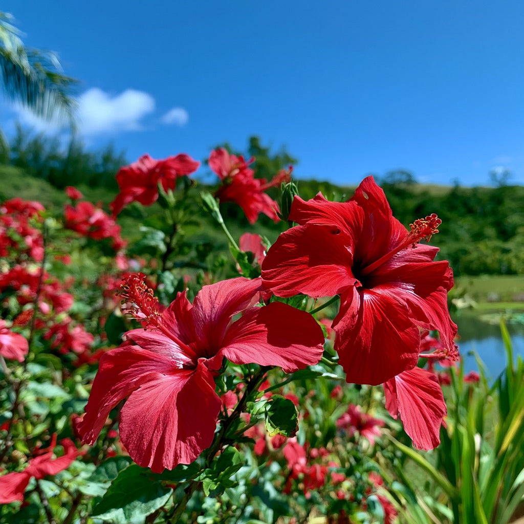 Egyptian Dried Hibiscus Flowers for Vitamin C & Herbal Tea