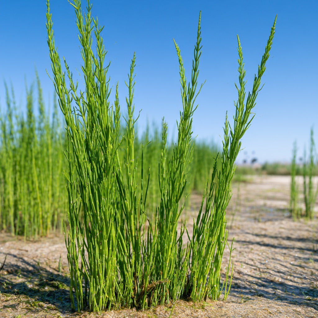 Horsetail Shavegrass Powder for Hair, Skin & Nail Support