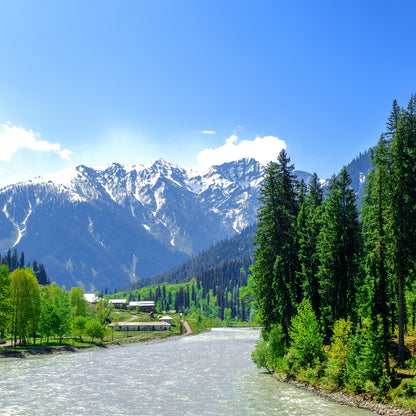 Kashmiri Mountain Green Raisins | Premium Shade-Dried