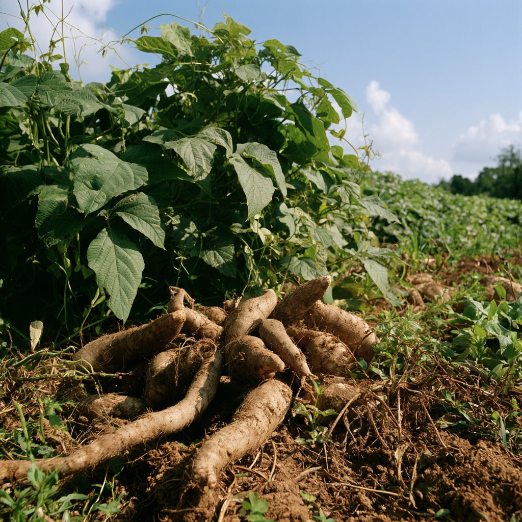 Kudzu Root Powder for Herbal Tea
