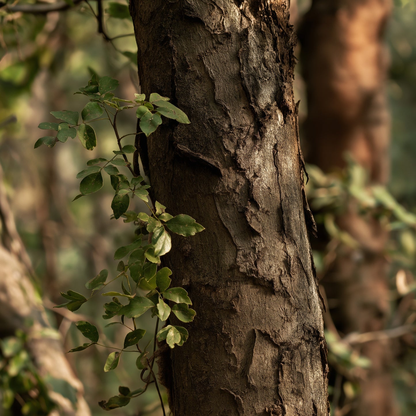 Kutaja Bark Powder for Herbal Tea