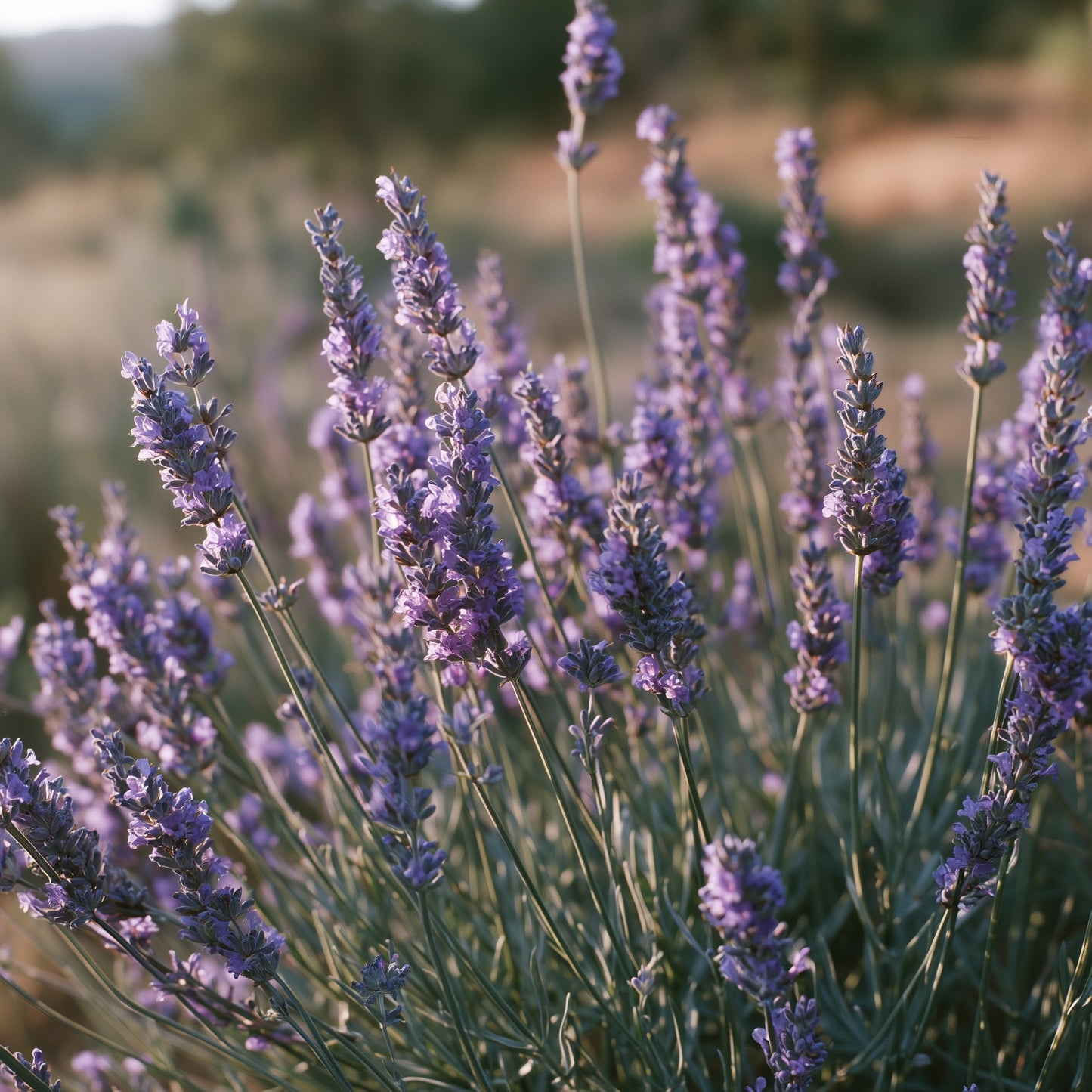 Pure Provence Lavender Powder for Calm & Sleep Support