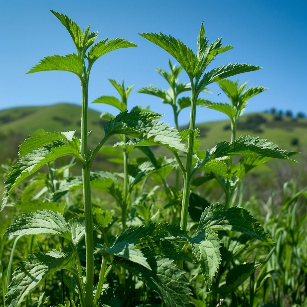 Motherwort Powder for Herbal Tea