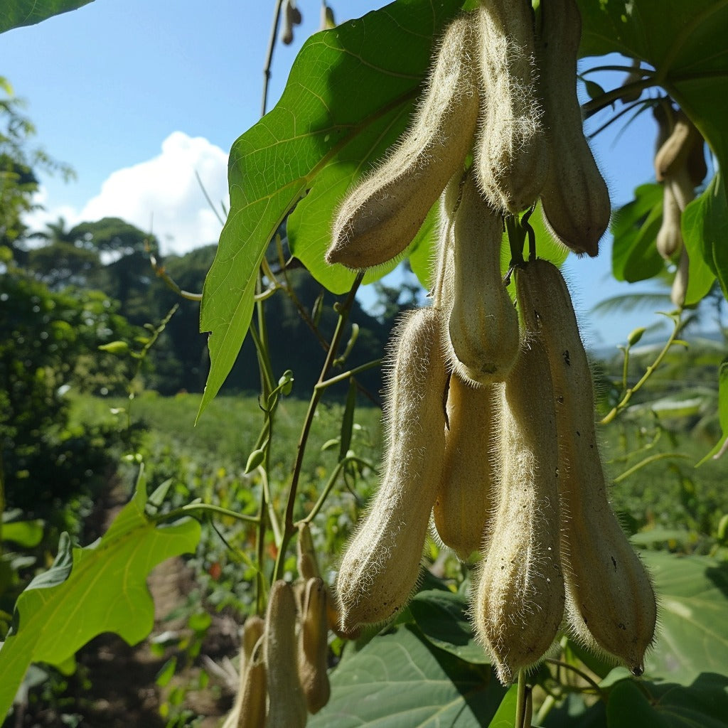 Mucuna Seed Powder for Snacking & Recipes