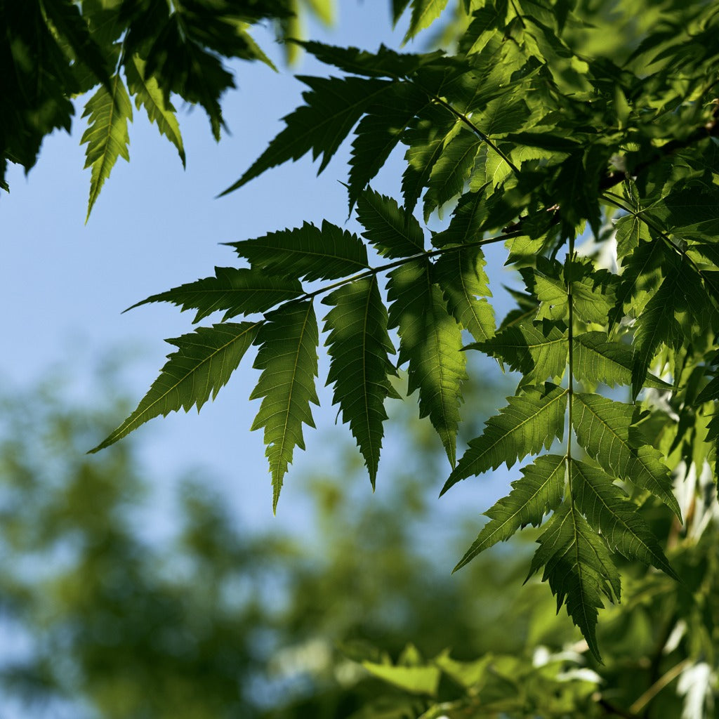 Neem Powder