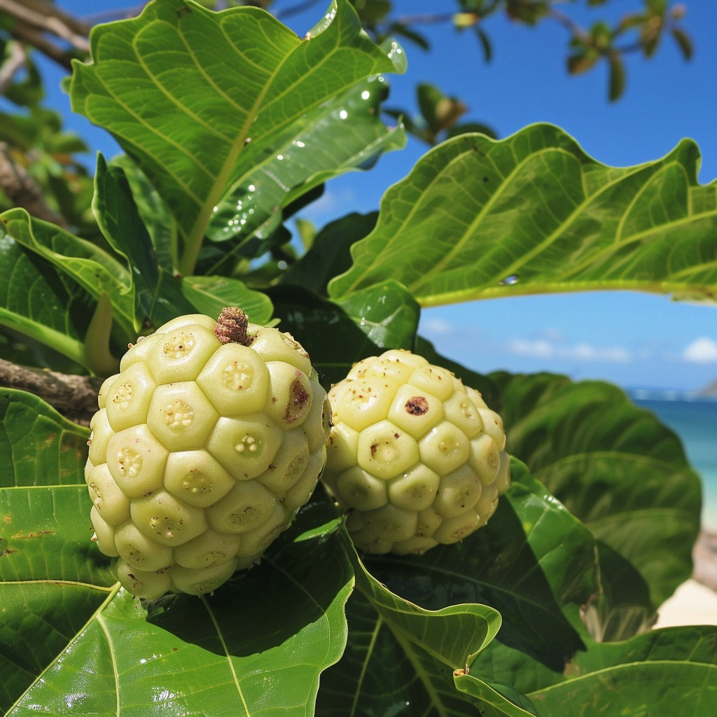 Noni Fruit Powder for Herbal Tea