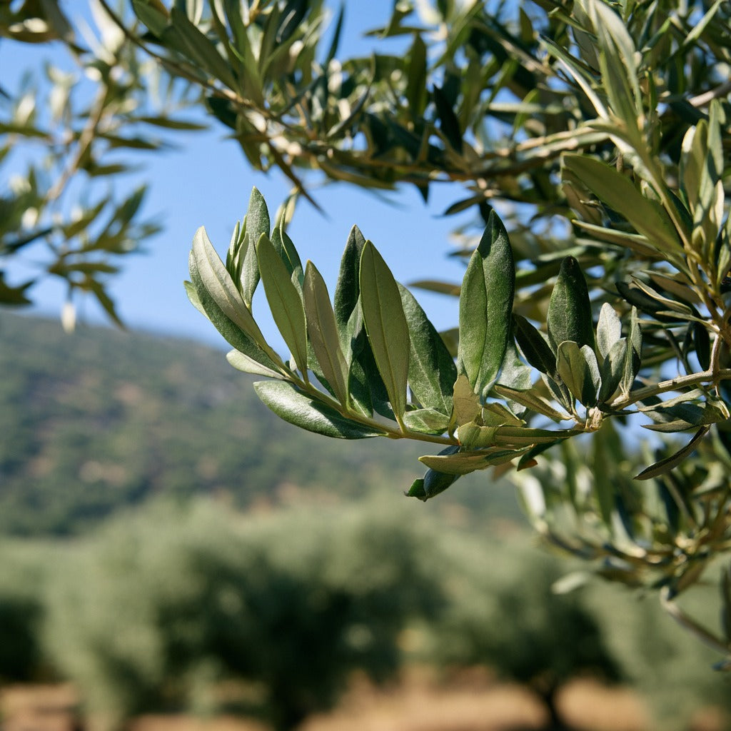 Olive Leaf Whole for Herbal Tea