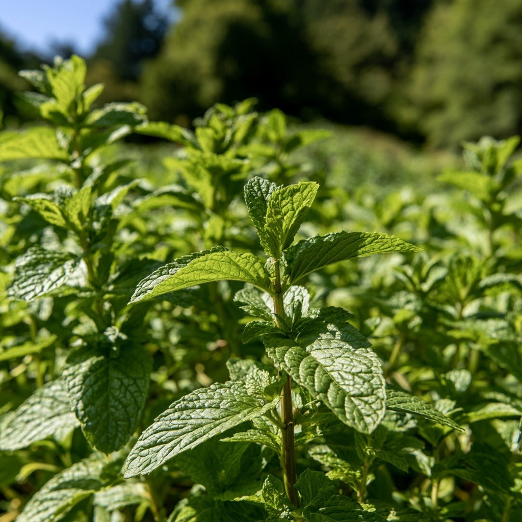 Peppermint Leaf for Cooking & Seasoning