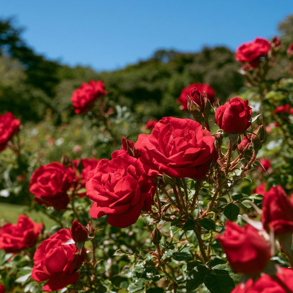 Red Rose Buds & Petals for Tea, Skincare & Rituals
