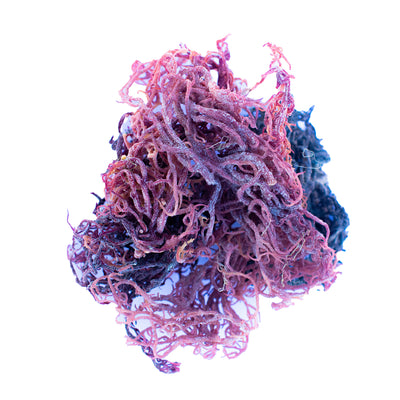 Raw Purple Sea Moss - Wildcrafted Raw Sea Moss
