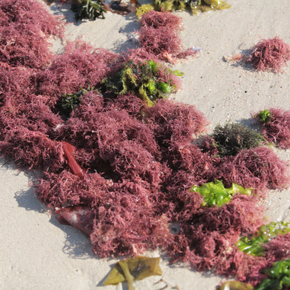 Raw Purple Sea Moss - Wildcrafted Raw Sea Moss