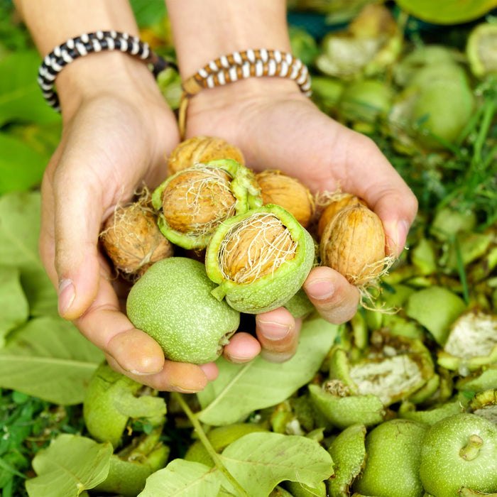 California English Walnut Halves | Premium Grade