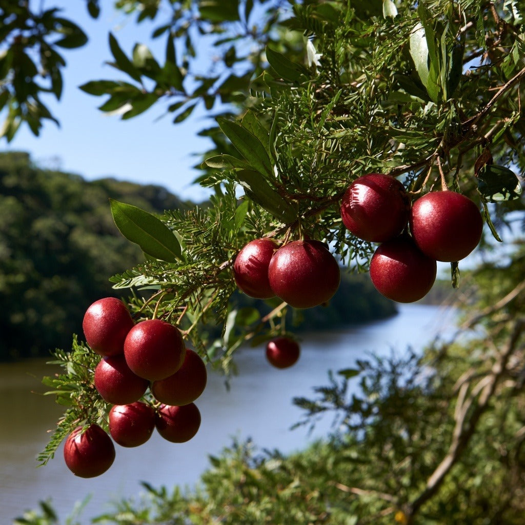 Camu Powder for Vitamin C Support