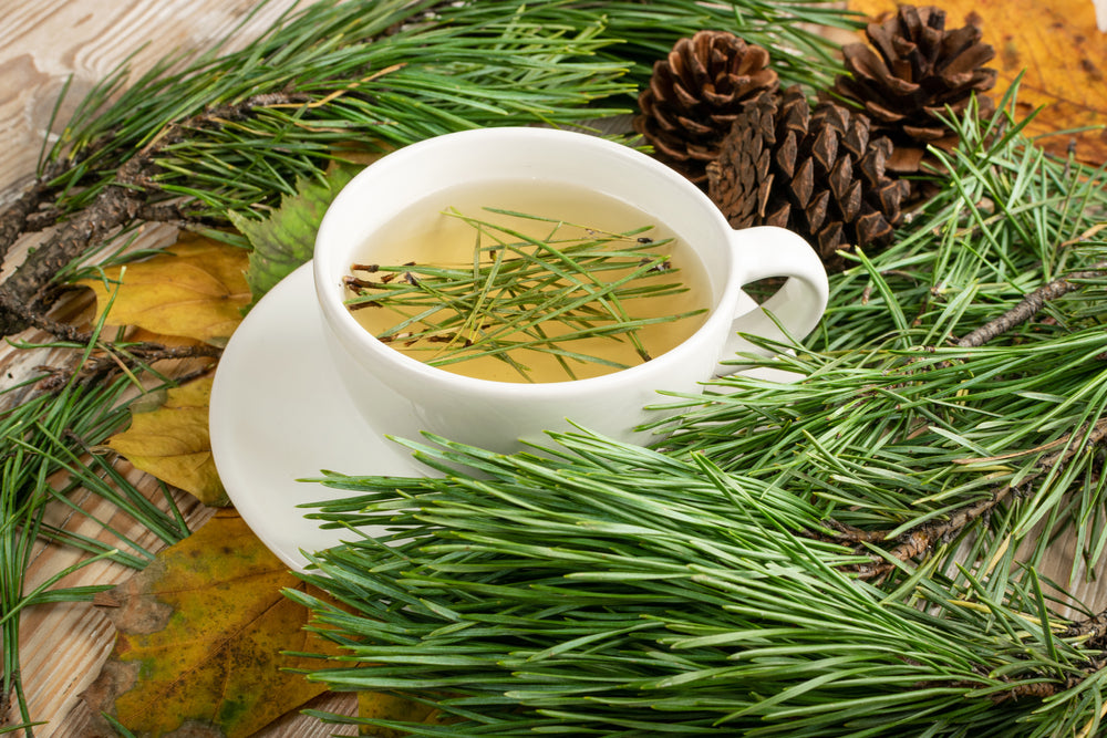 White Pine Needle Tea