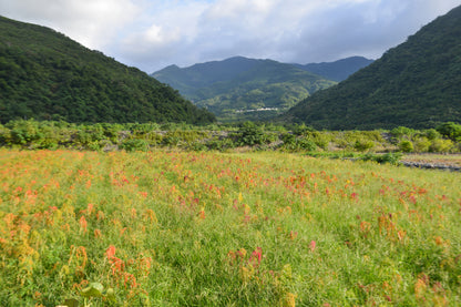 Organic Hibiscus Flowers | Egyptian Dried Petals for Tea & Culinary Use
