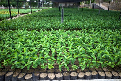 Premium Whole Dried Soursop Leaves - Ecuadorian Graviola Tea