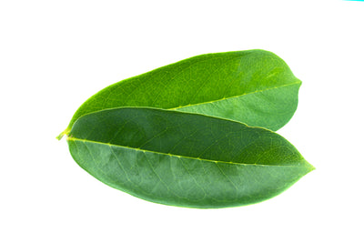 Premium Whole Dried Soursop Leaves - Ecuadorian Graviola Tea