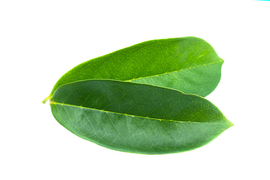 Premium Whole Dried Soursop Leaves - Ecuadorian Graviola Tea