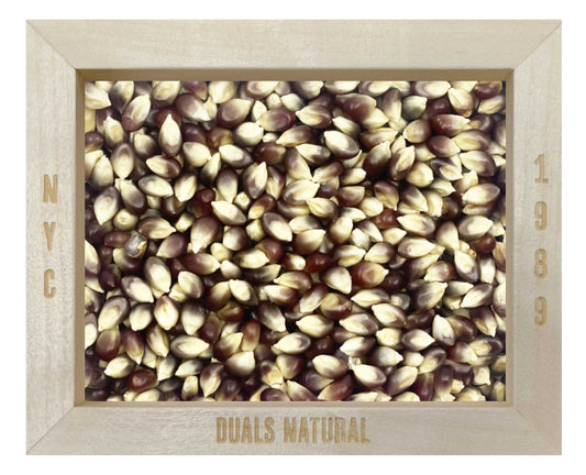 POP CORN, PINK BLOSSOM