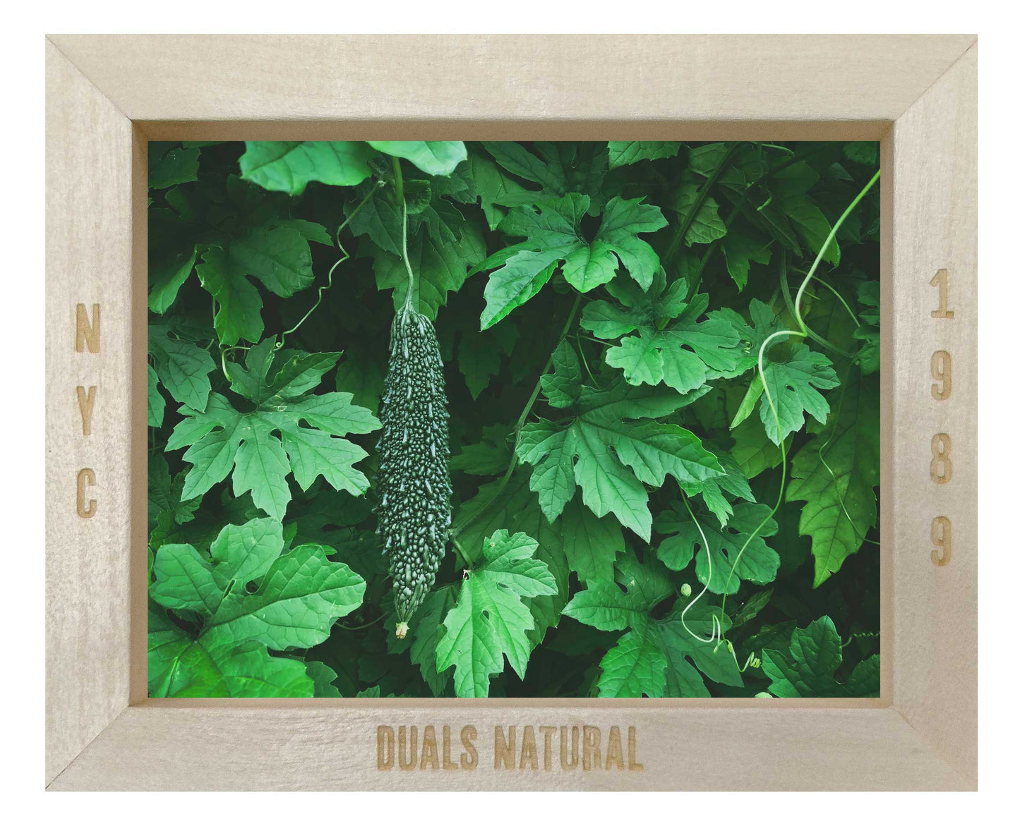 BITTER MELON LEAF TEA