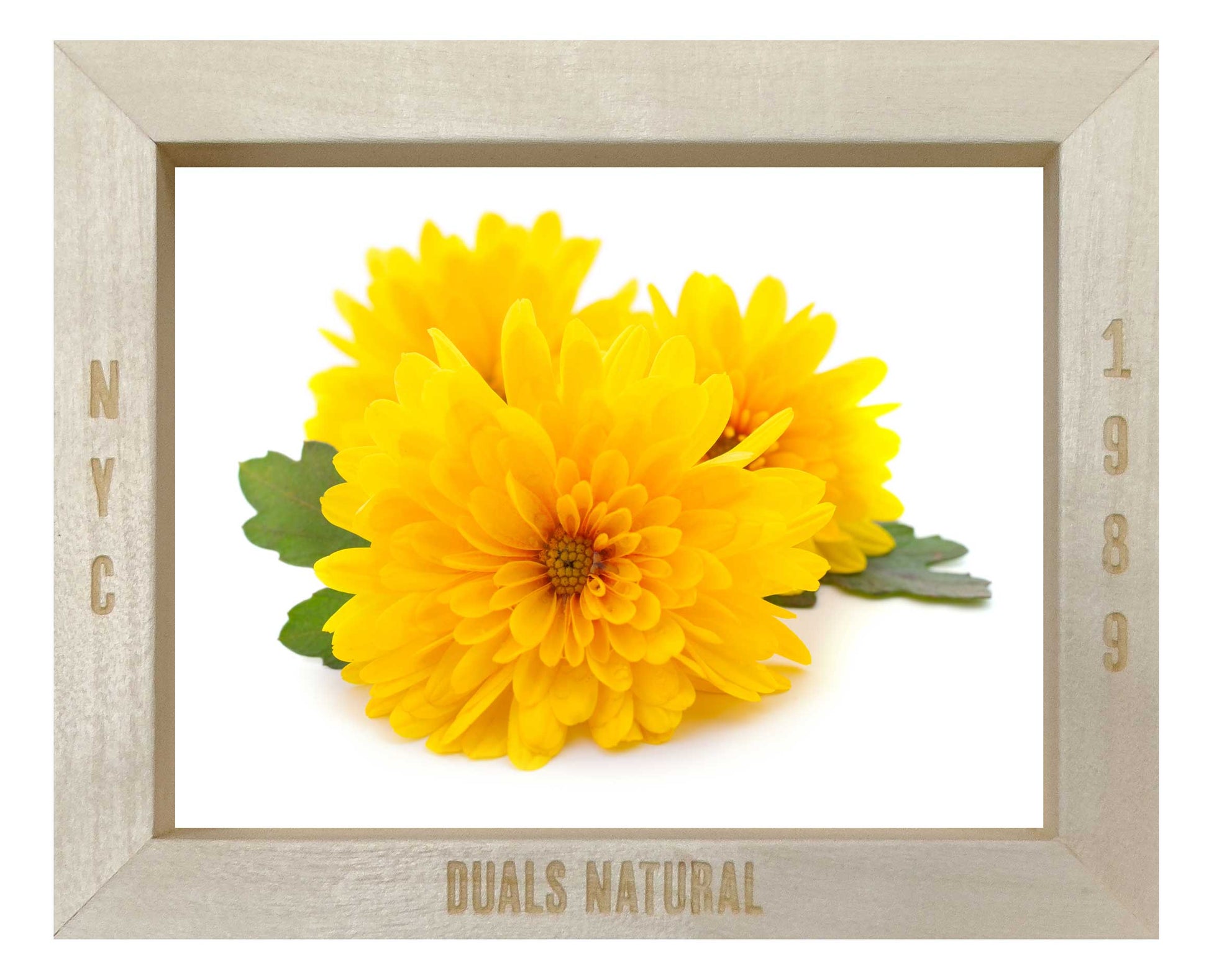 CHRYSANTHEMUM FLOWER YELLOW