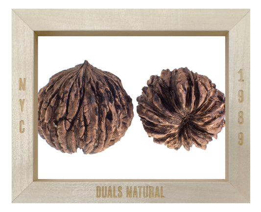 BLACK WALNUT HULL WHOLE ORG