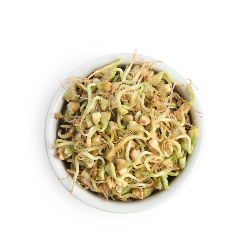 BUCKWHEAT SPROUTING SEED