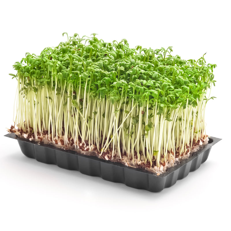 GARDEN CRESS SPROUTING SEED