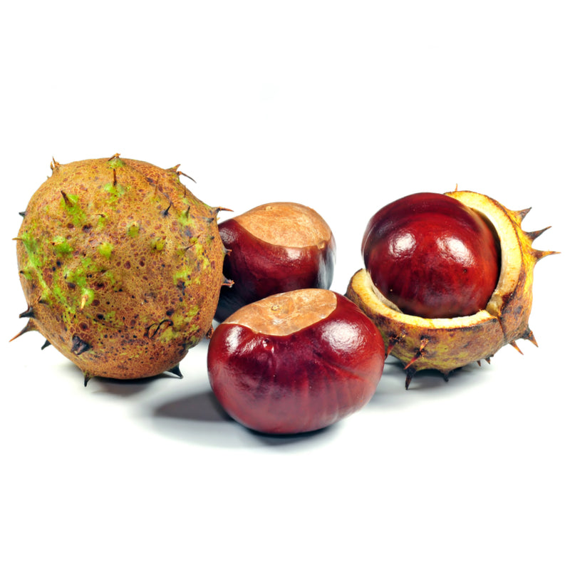 Horse Chestnuts