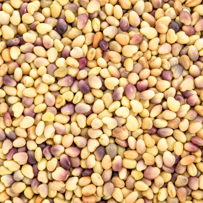 RED CLOVER SPROUTING SEEDS