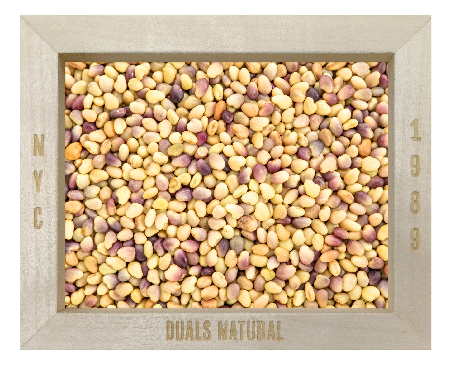 RED CLOVER SPROUTING SEEDS